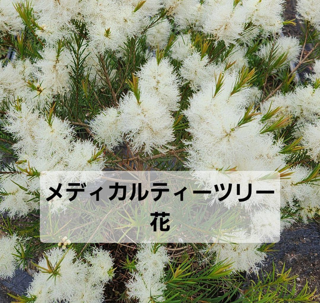 ティーツリー　メディカルティーツリー