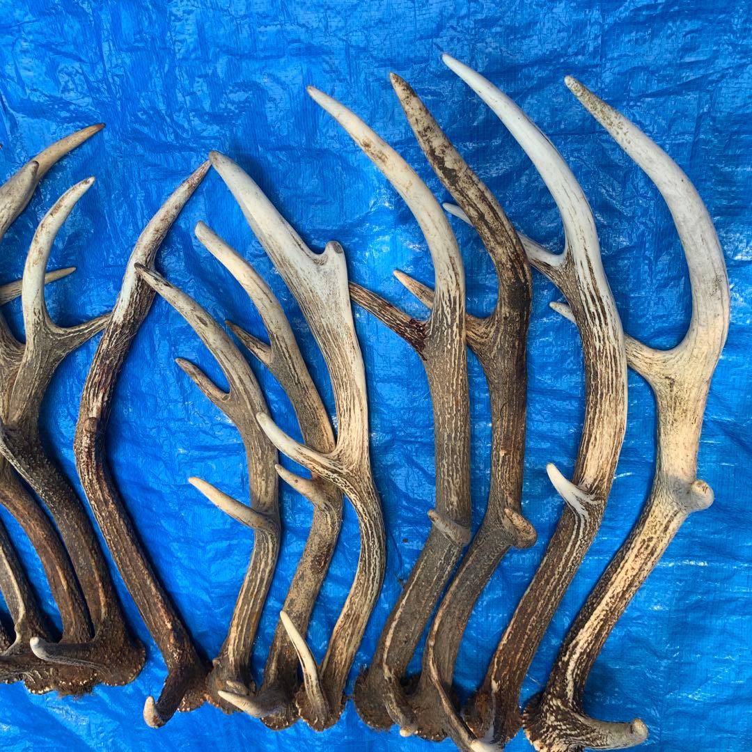 No.2052『鹿角14本セット』鹿の角　エゾ鹿　鹿角　蝦夷鹿