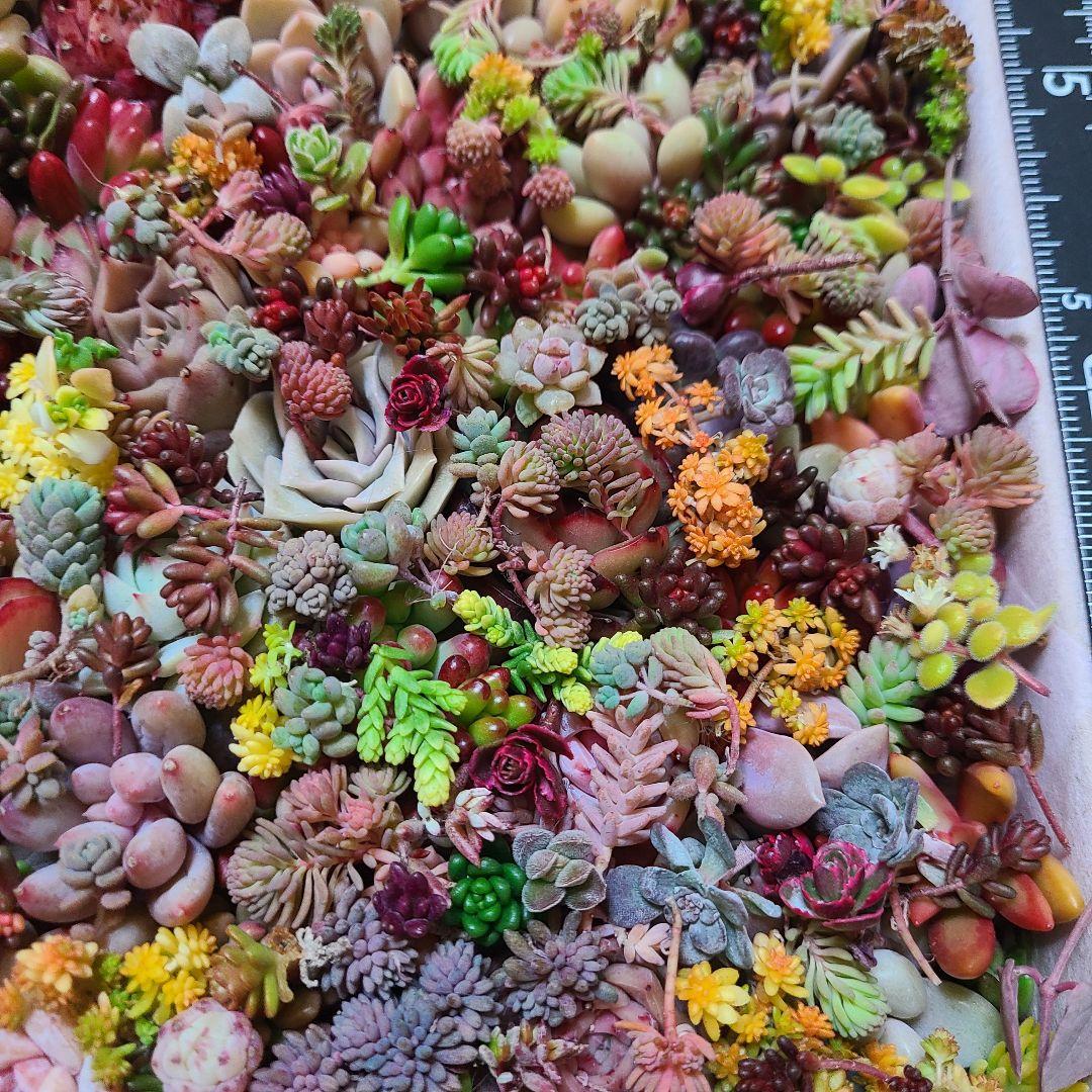 ま*め様 多肉植物 カット苗エケベリア、セダム、カラフル　寄せ植えセット紅葉大量