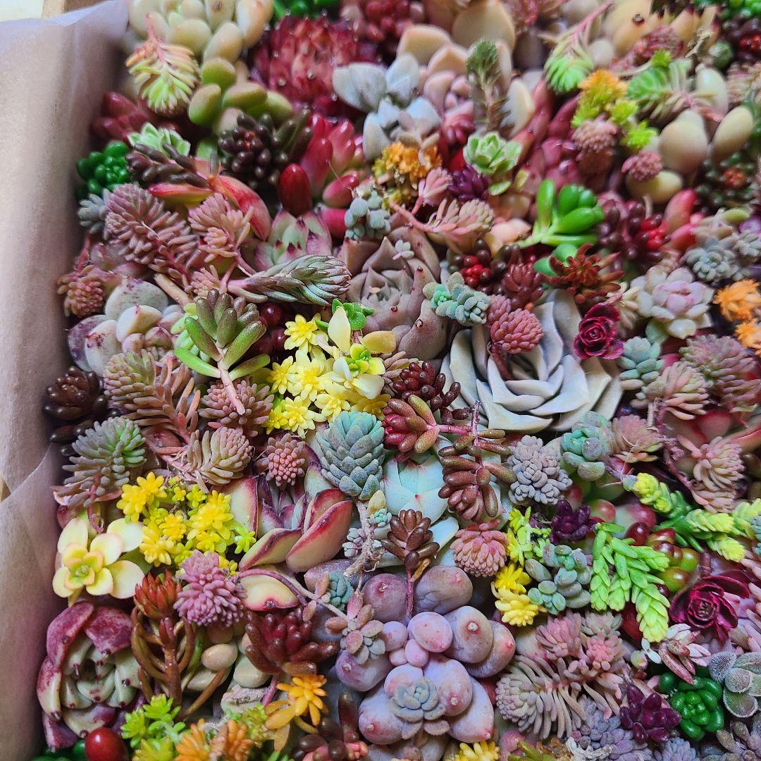ま*め様 多肉植物 カット苗エケベリア、セダム、カラフル　寄せ植えセット紅葉大量