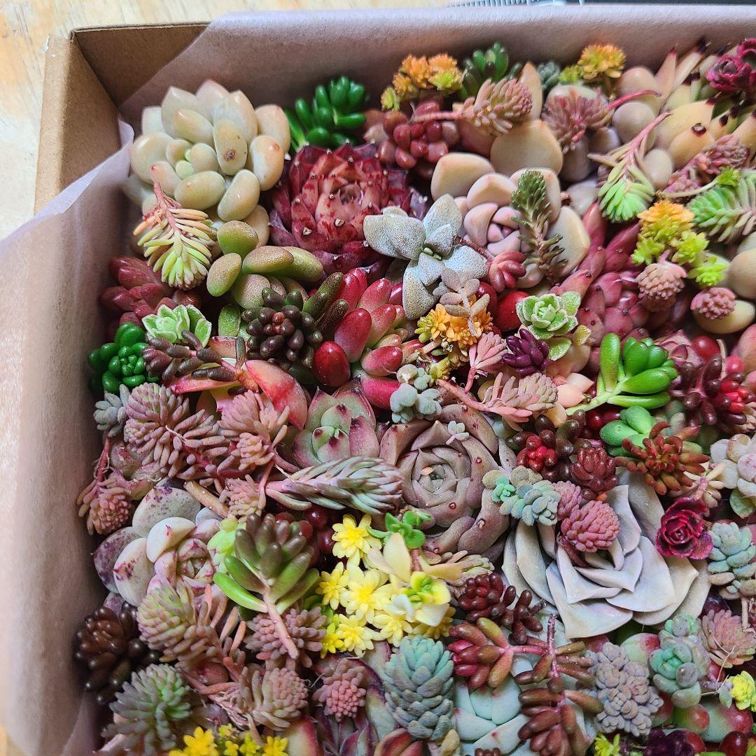 ま*め様 多肉植物 カット苗エケベリア、セダム、カラフル　寄せ植えセット紅葉大量
