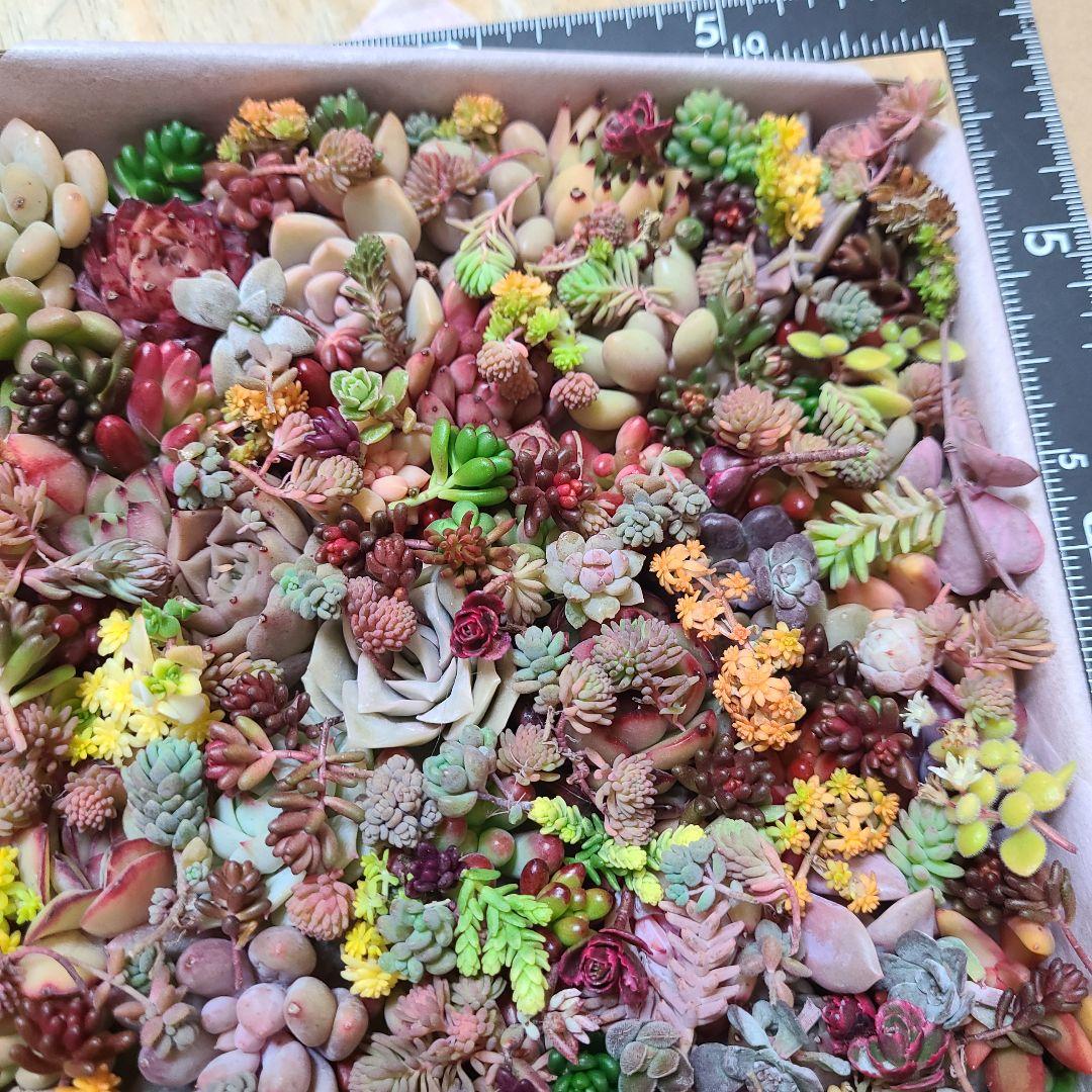 ま*め様 多肉植物 カット苗エケベリア、セダム、カラフル　寄せ植えセット紅葉大量