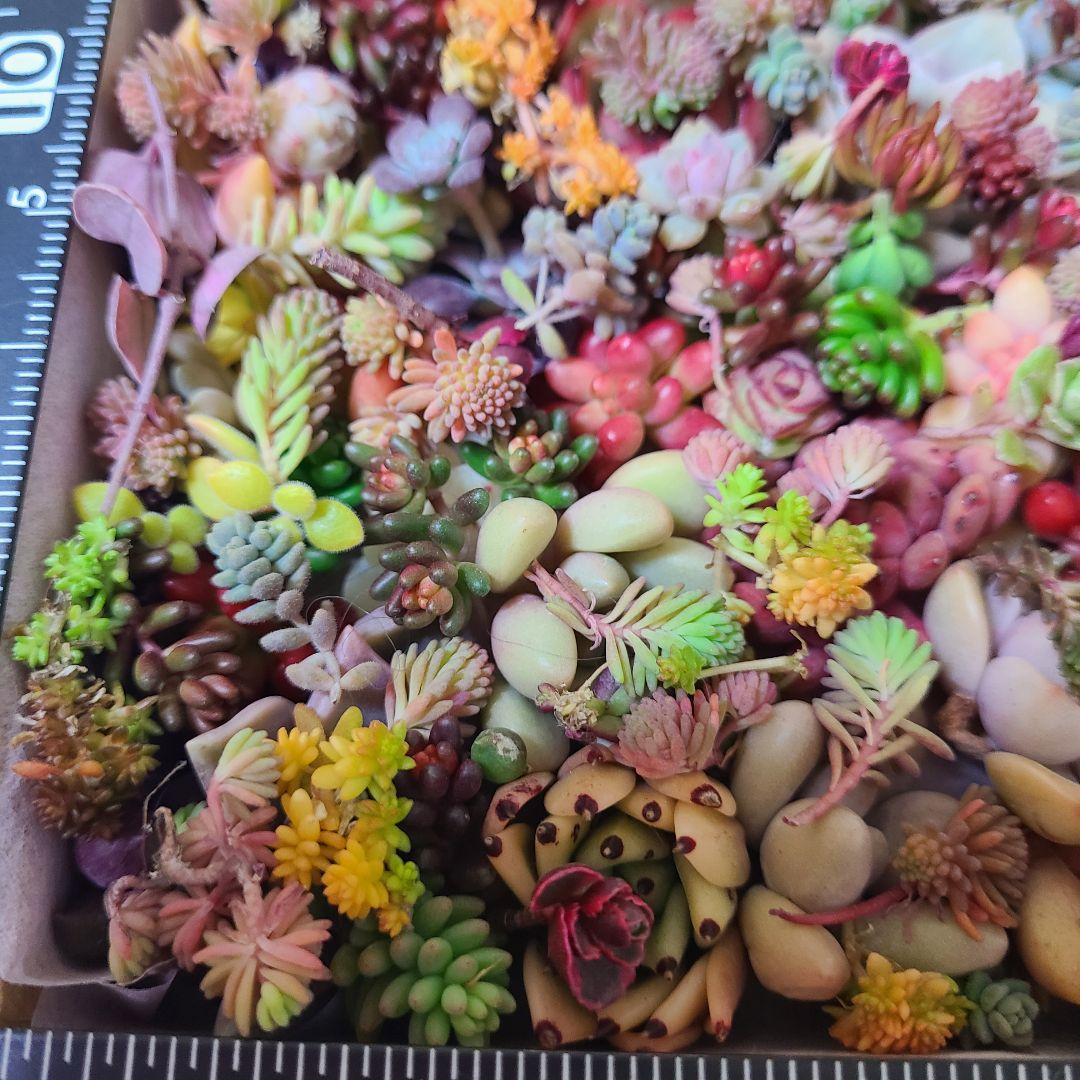 ま*め様 多肉植物 カット苗エケベリア、セダム、カラフル　寄せ植えセット紅葉大量