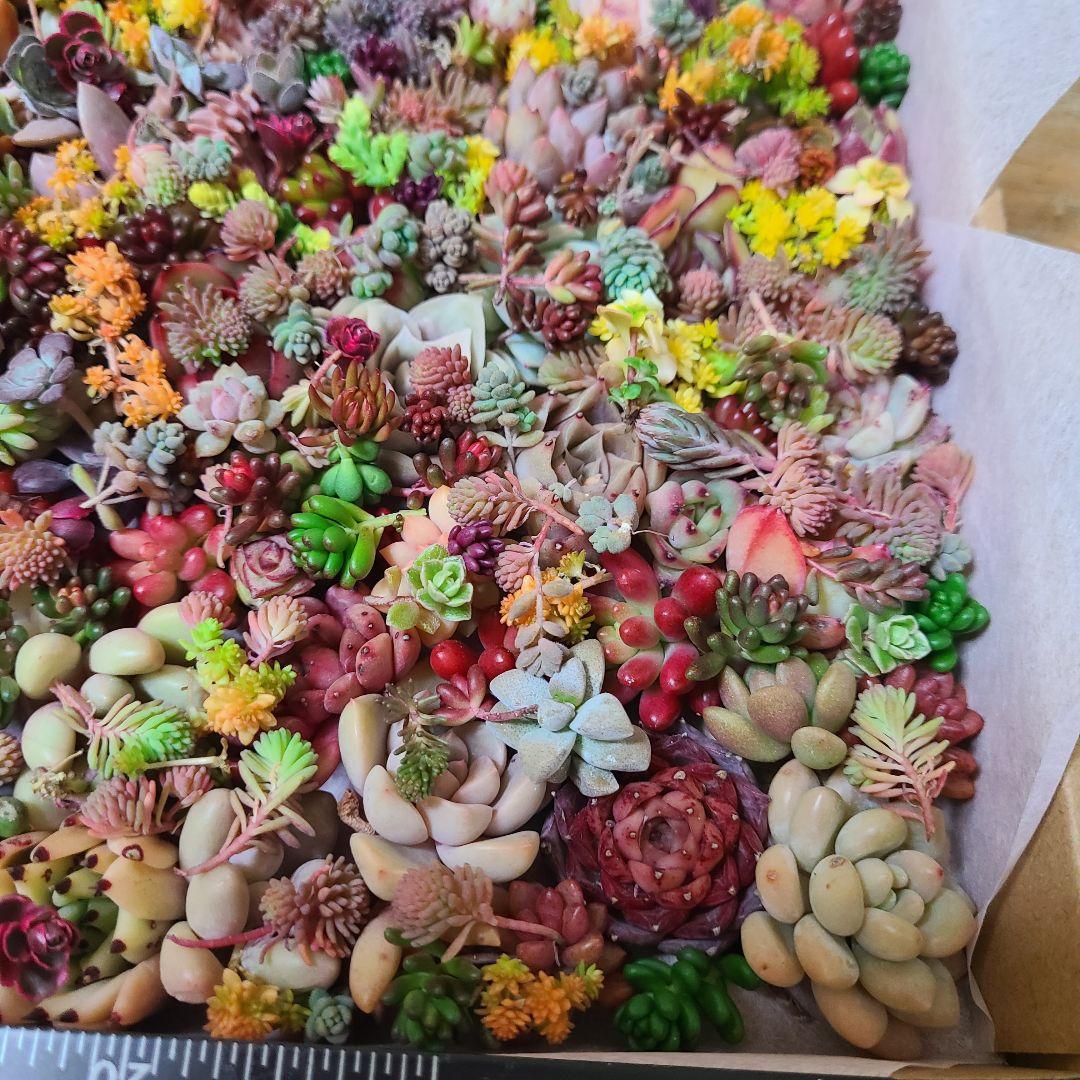 ま*め様 多肉植物 カット苗エケベリア、セダム、カラフル　寄せ植えセット紅葉大量