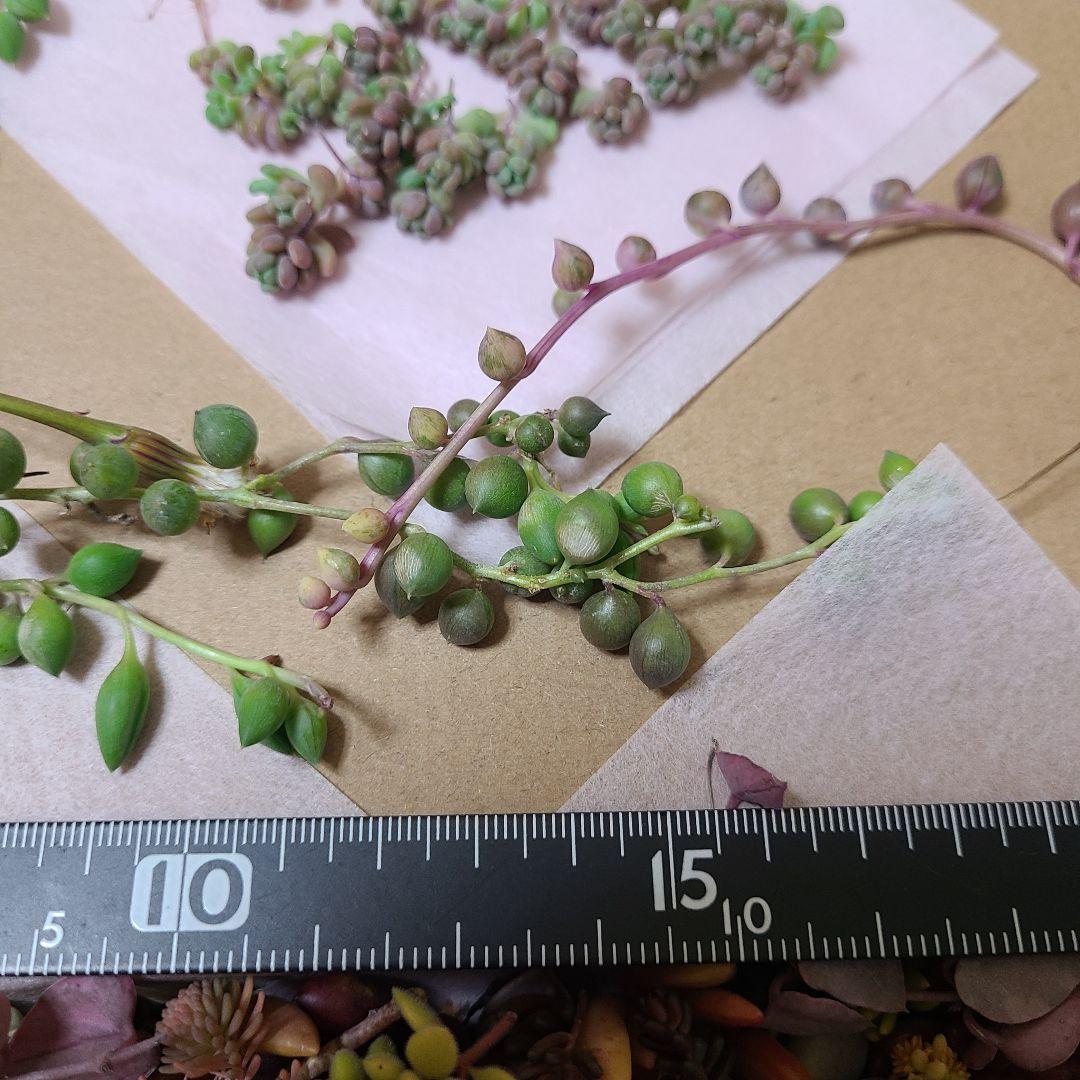 ま*め様 多肉植物 カット苗エケベリア、セダム、カラフル　寄せ植えセット紅葉大量