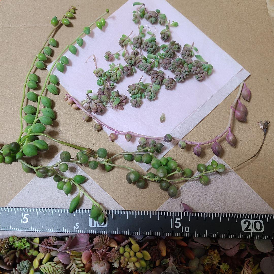 ま*め様 多肉植物 カット苗エケベリア、セダム、カラフル　寄せ植えセット紅葉大量