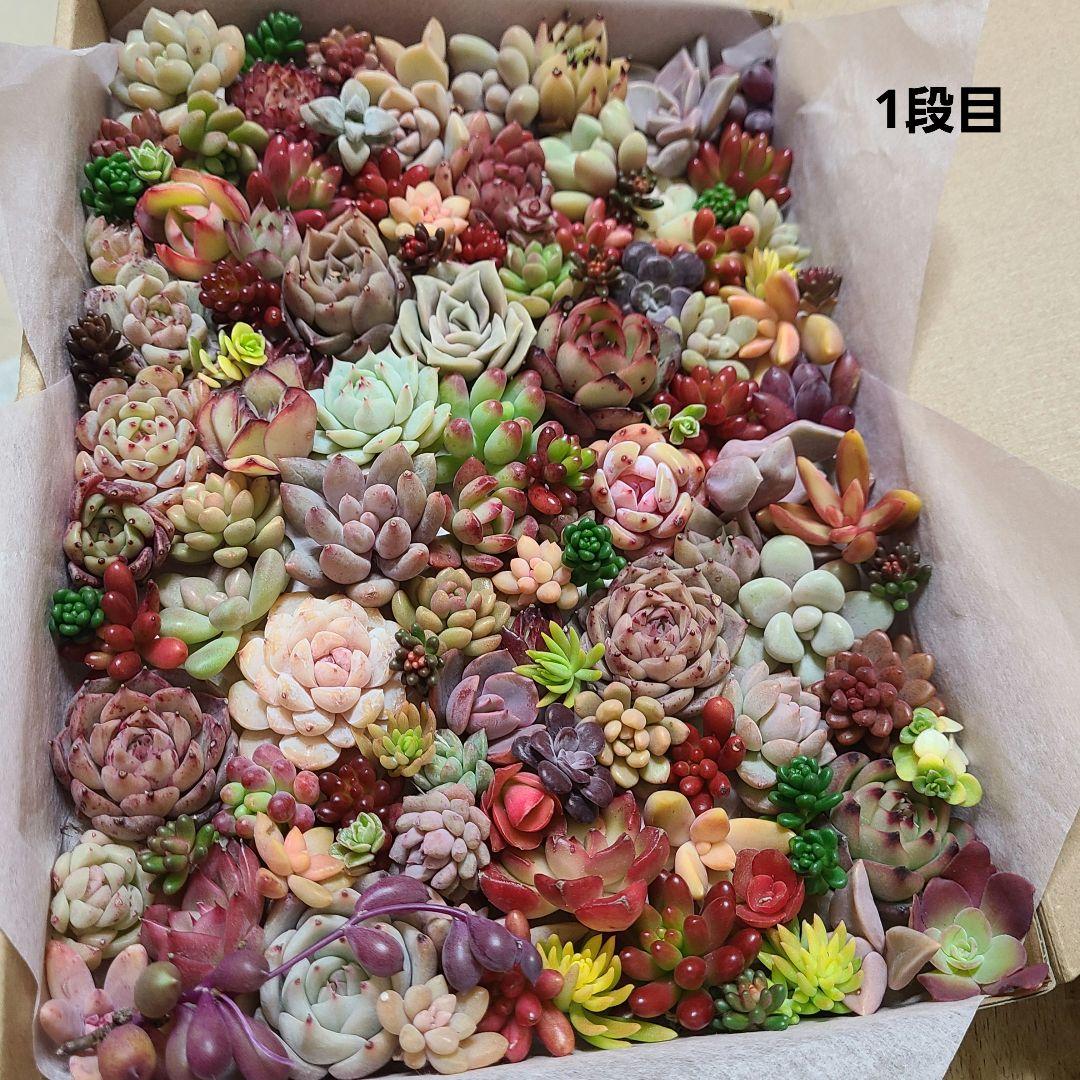 ま*め様 多肉植物 カット苗エケベリア、セダム、カラフル　寄せ植えセット紅葉大量