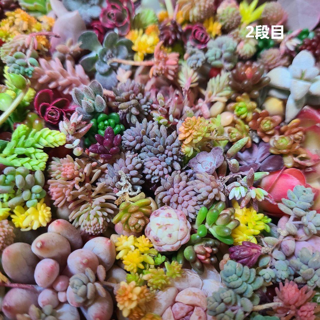 ま*め様 多肉植物 カット苗エケベリア、セダム、カラフル　寄せ植えセット紅葉大量