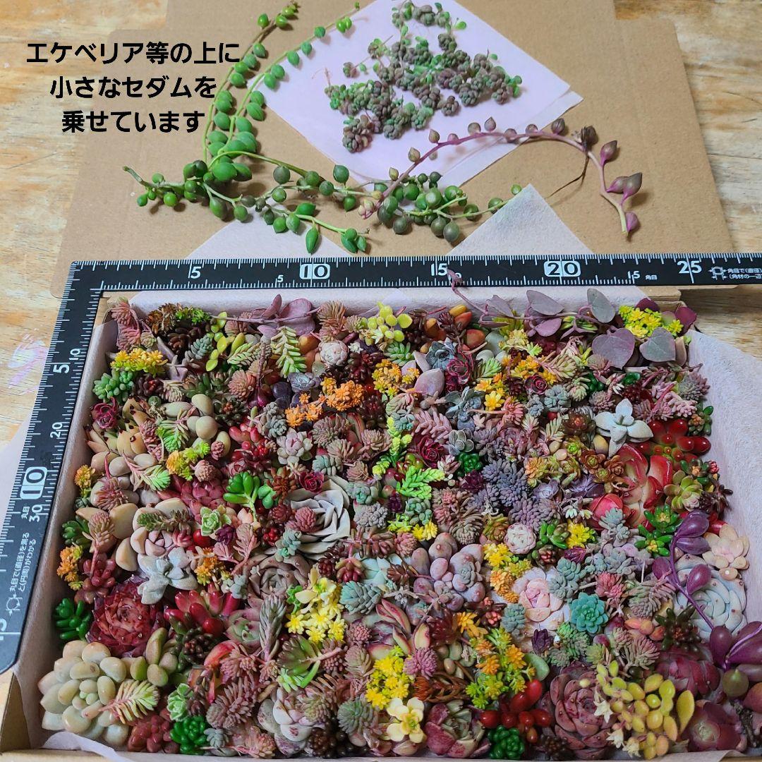 ま*め様 多肉植物 カット苗エケベリア、セダム、カラフル　寄せ植えセット紅葉大量