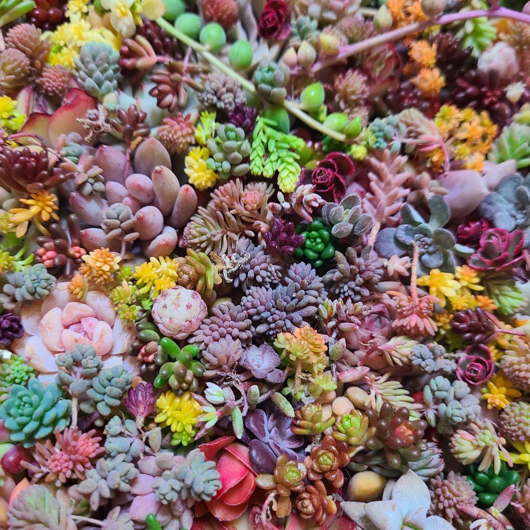 ま*め様 多肉植物 カット苗エケベリア、セダム、カラフル　寄せ植えセット紅葉大量