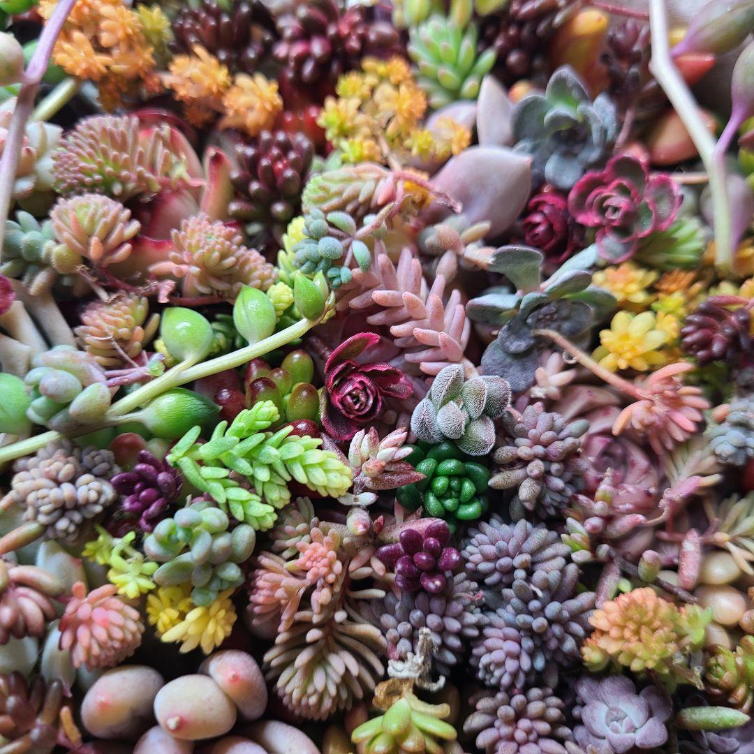 ま*め様 多肉植物 カット苗エケベリア、セダム、カラフル　寄せ植えセット紅葉大量
