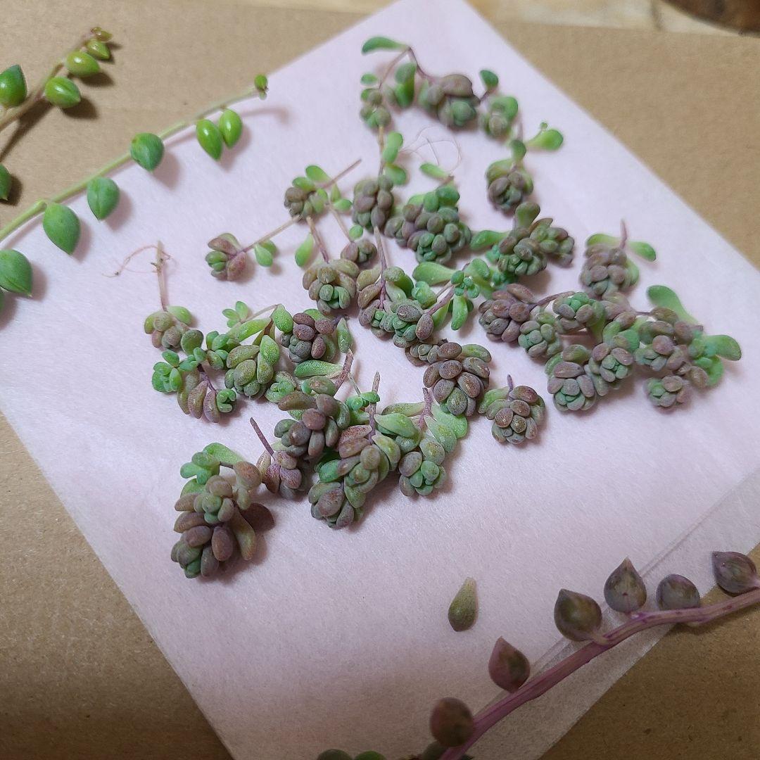 ま*め様 多肉植物 カット苗エケベリア、セダム、カラフル　寄せ植えセット紅葉大量