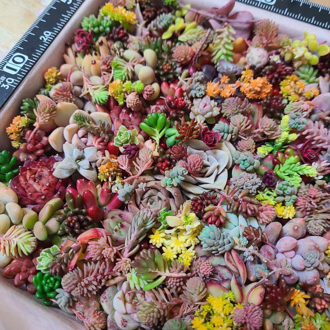 ま*め様 多肉植物 カット苗エケベリア、セダム、カラフル　寄せ植えセット紅葉大量