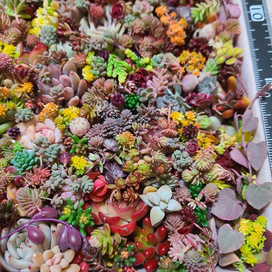 ま*め様 多肉植物 カット苗エケベリア、セダム、カラフル　寄せ植えセット紅葉大量