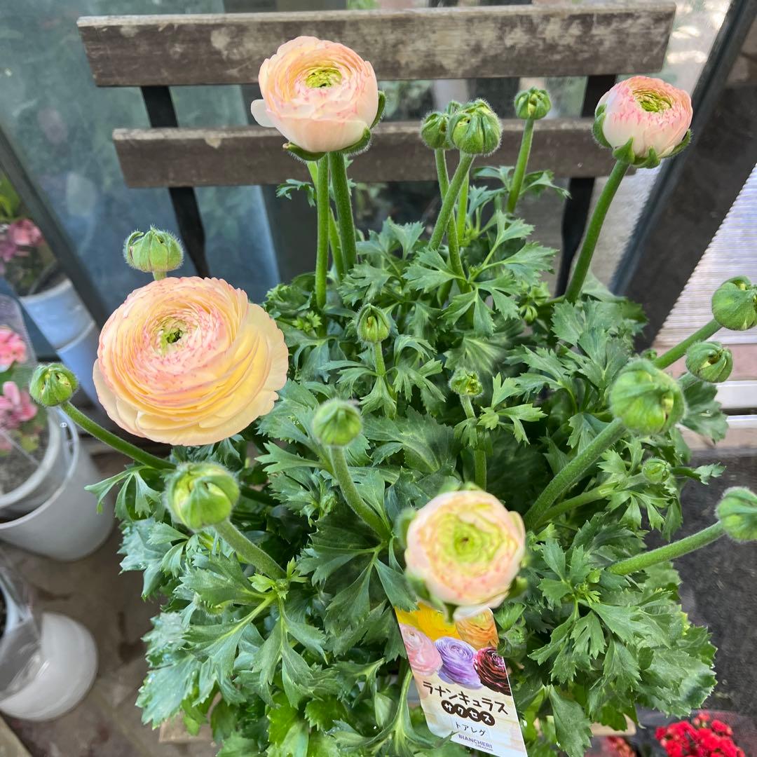 ラナンキュラス　ラックス　サクセス　トアレグ　6寸鉢ごと　苗　植物