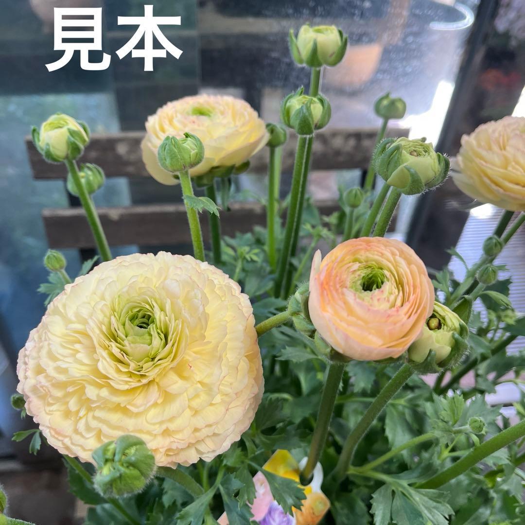 ラナンキュラス　ラックス　サクセス　トアレグ　6寸鉢ごと　苗　植物