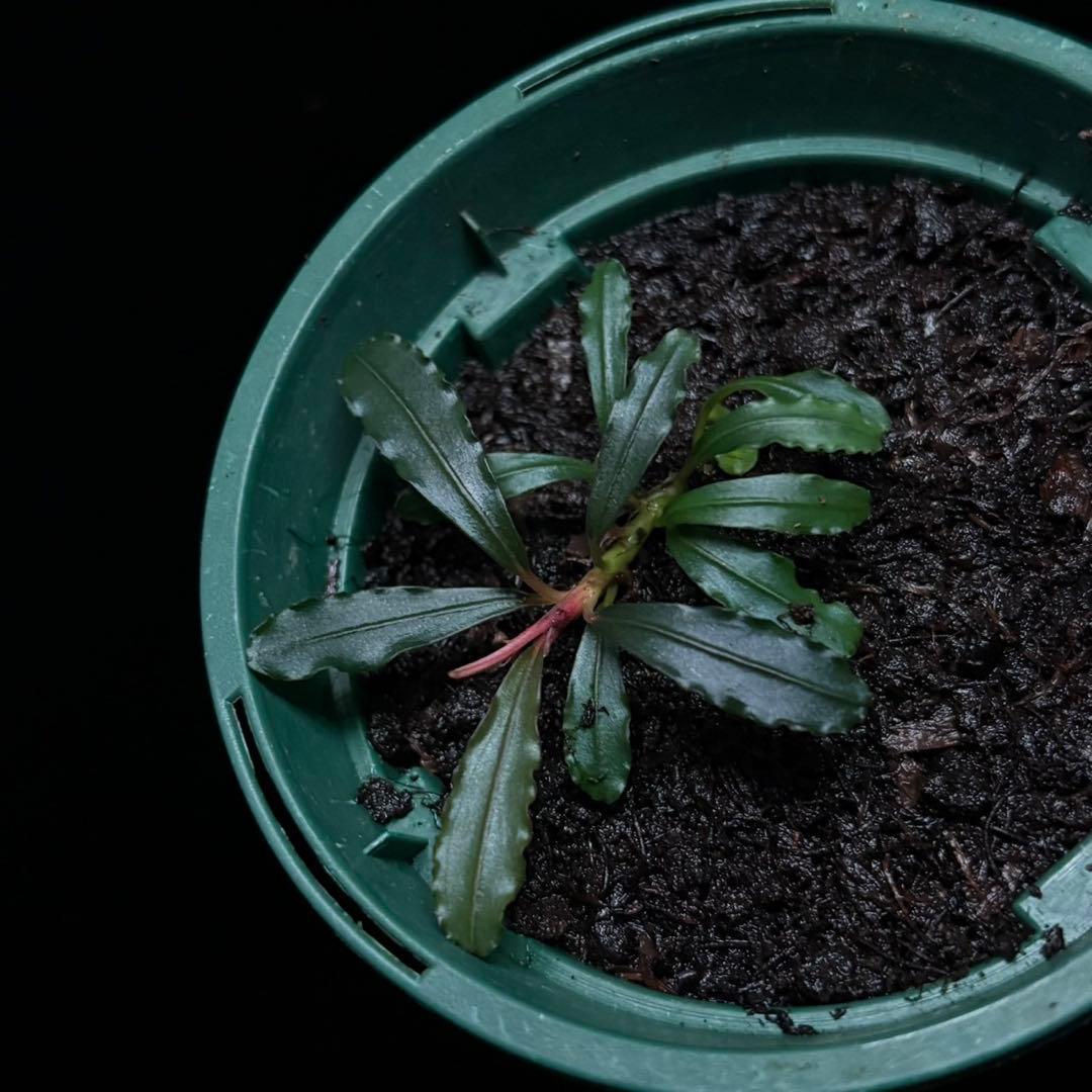 ブセファランドラ sp.カヨンウタラヴェルデリモーネ