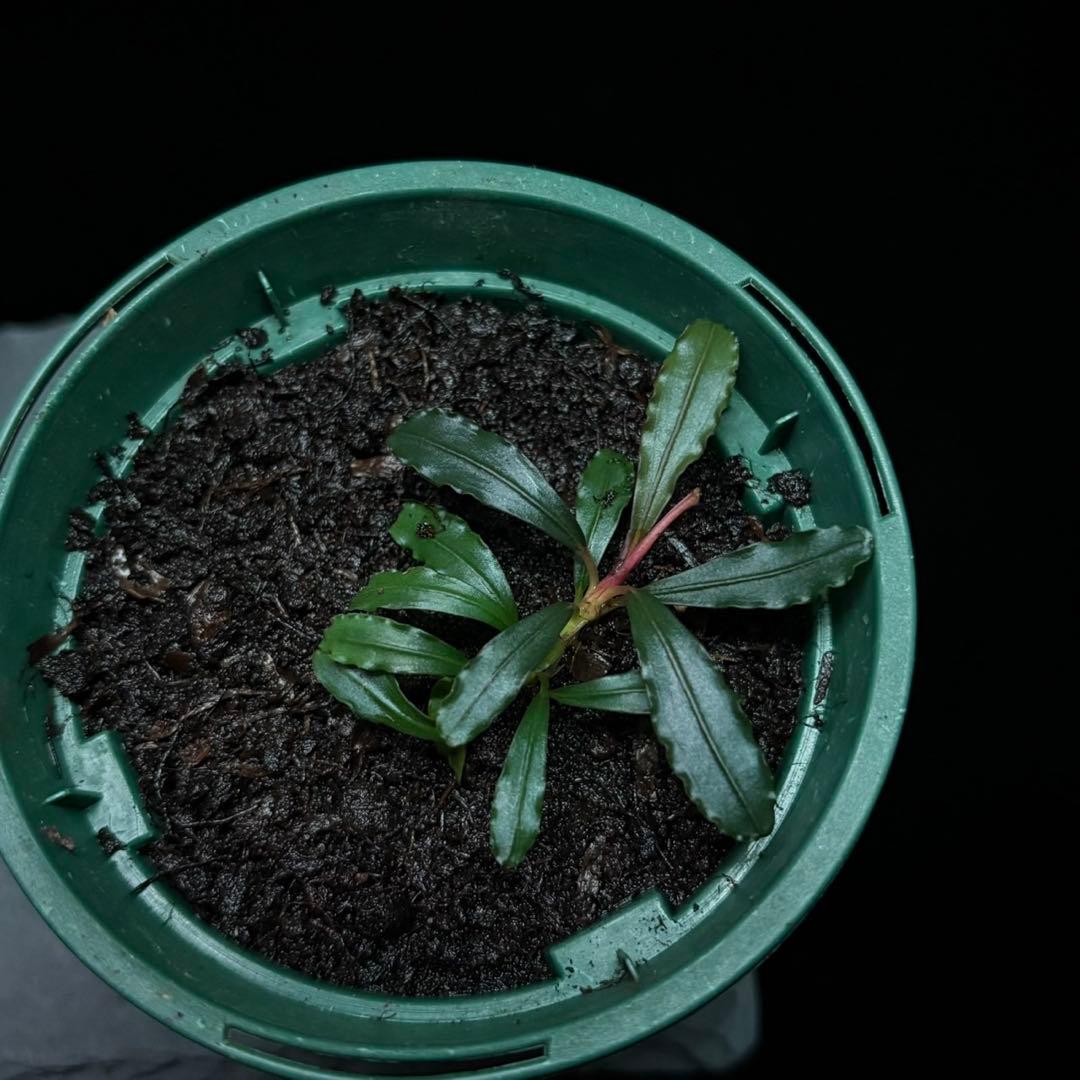 ブセファランドラ sp.カヨンウタラヴェルデリモーネ