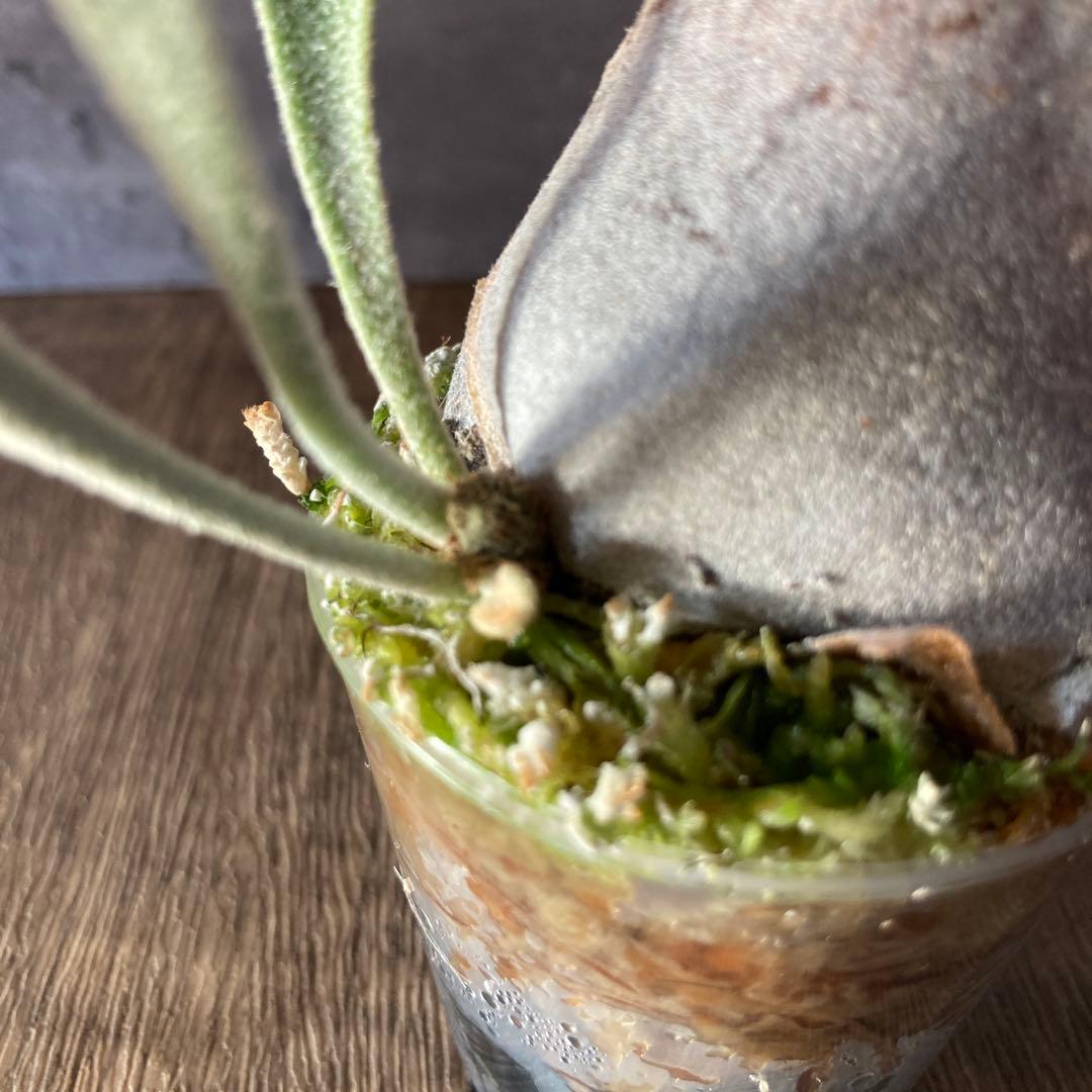 ビカクシダ ベイチー P.veitchii wild Australia