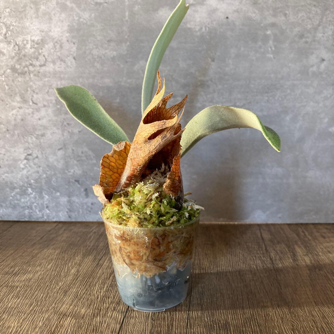 ビカクシダ ベイチー P.veitchii wild Australia