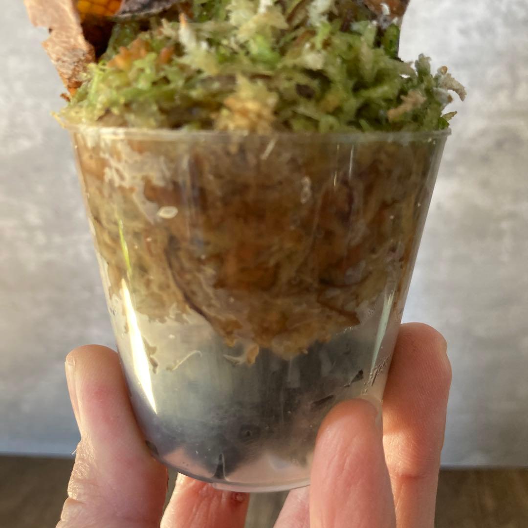 ビカクシダ ベイチー P.veitchii wild Australia