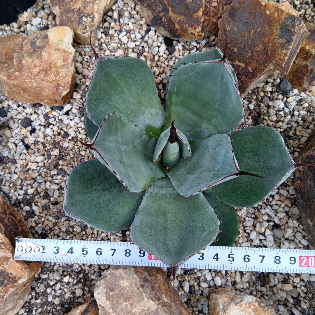 アガベ　パリー　トランカータ　ハンティントン