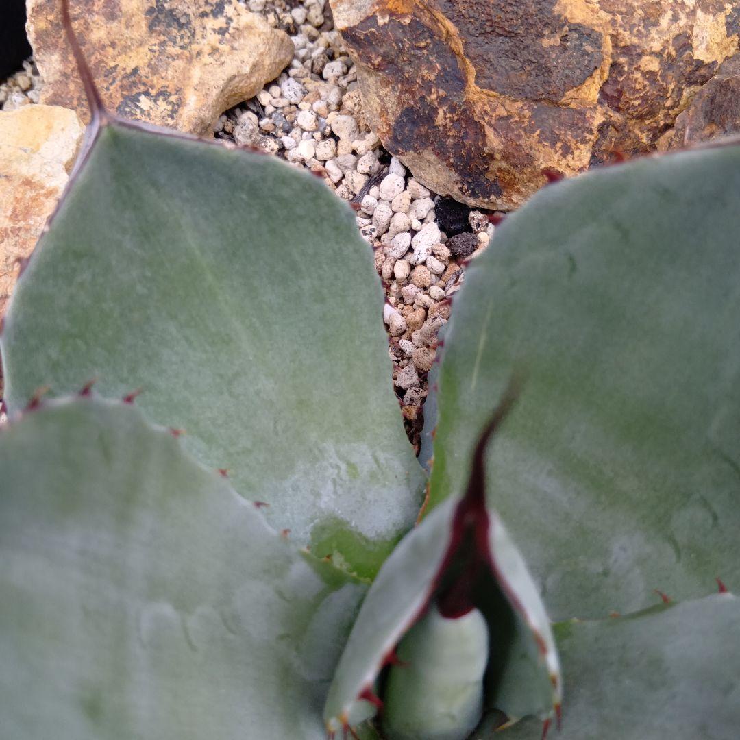 アガベ　パリー　トランカータ　ハンティントン