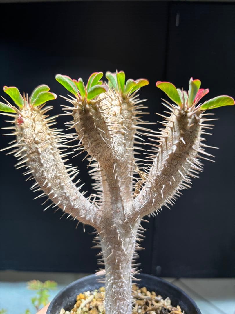 ユーフォルビア　ギラウミニアナ　実生株