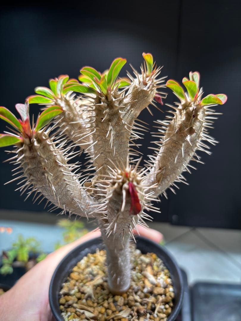 ユーフォルビア　ギラウミニアナ　実生株