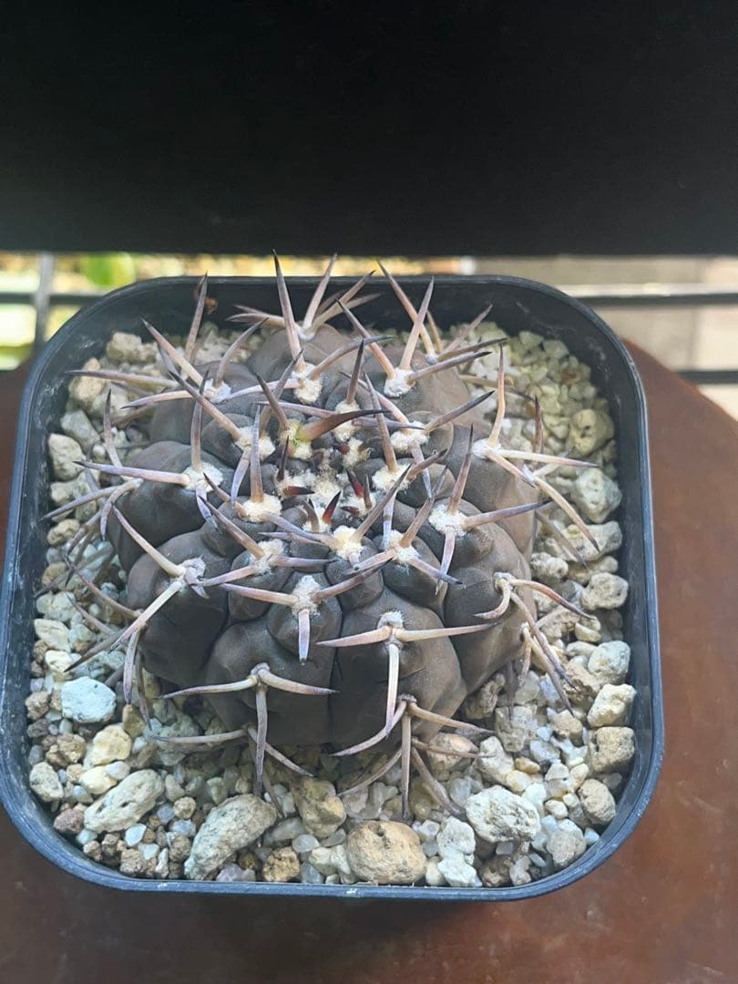 バリスピナム　ギムノカリキウム　特大