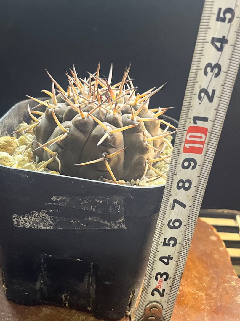 バリスピナム　ギムノカリキウム　特大