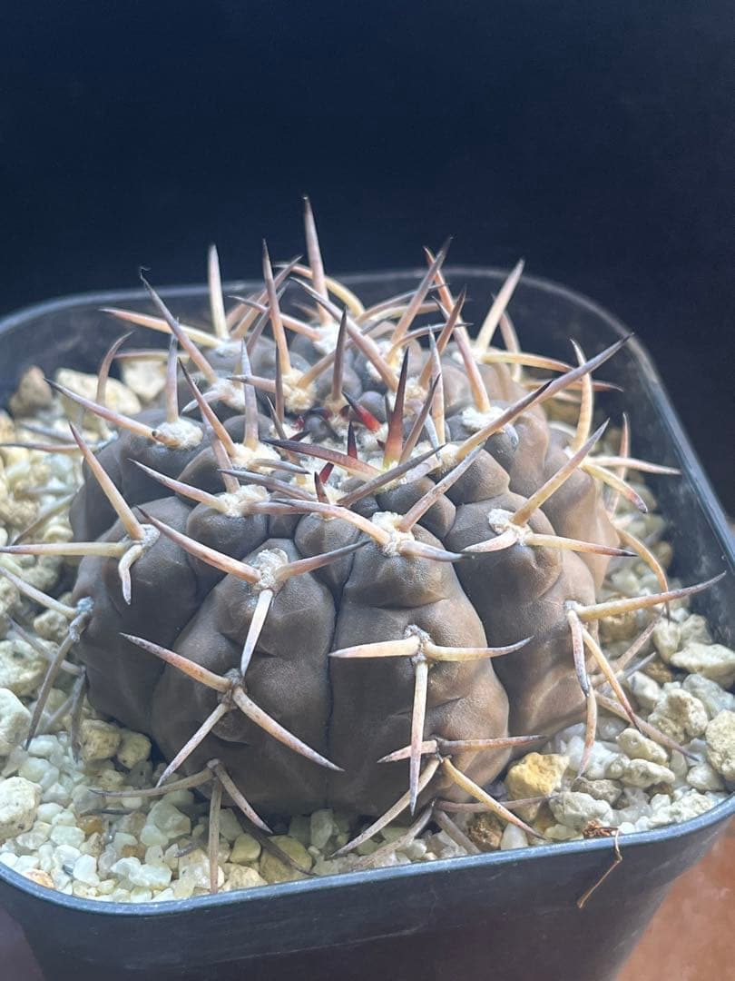 バリスピナム　ギムノカリキウム　特大