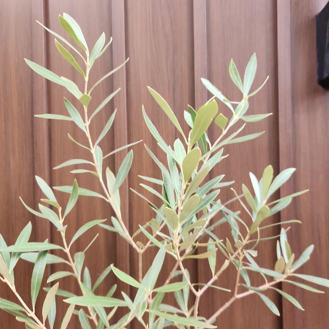 オリーブ　チプレッシーノ　デザインテラコッタ鉢植え　苗木　シンボルツリー