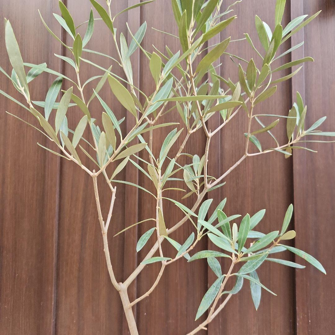 オリーブ　チプレッシーノ　デザインテラコッタ鉢植え　苗木　シンボルツリー