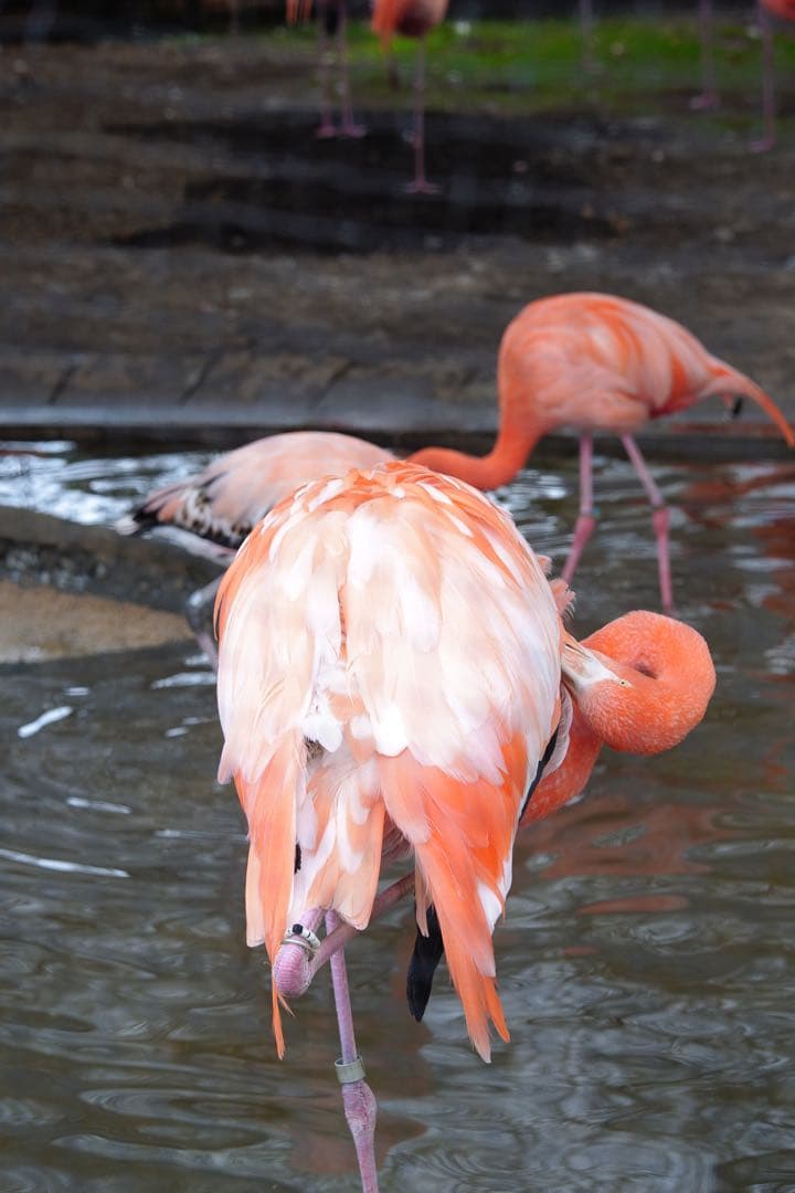 Sigma 56mm f1.4 DC DN ライカLマウント