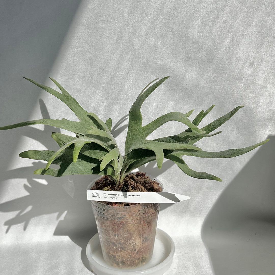 【メルカリ便】 P. Willinckii Bacteria (TC)【22】