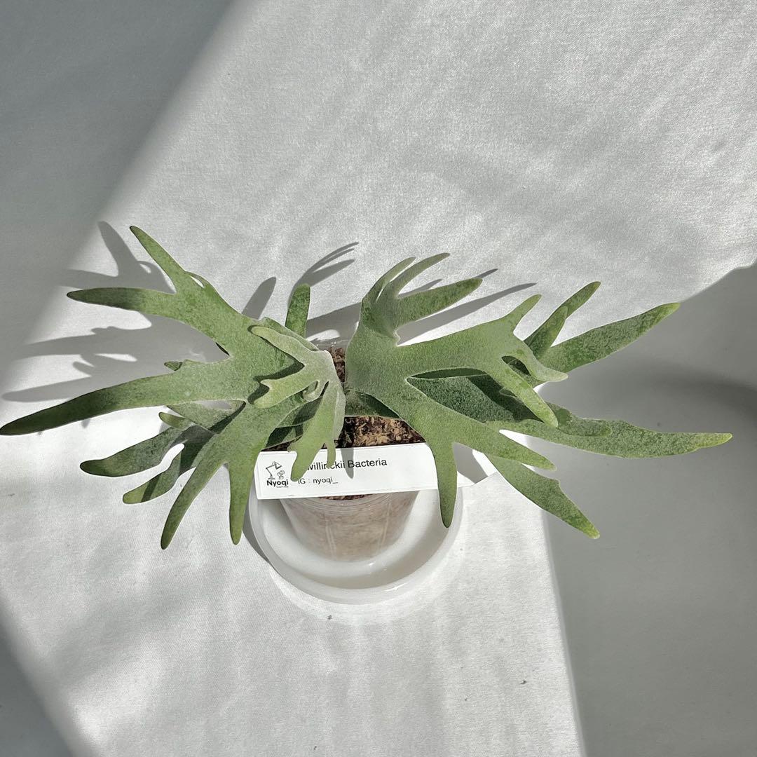 【メルカリ便】 P. Willinckii Bacteria (TC)【22】