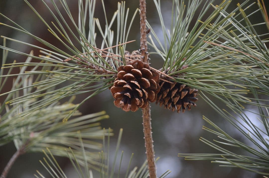 ❤即購入1000円OFF❤ ニコン AF-S 18-300mm VR レンズ