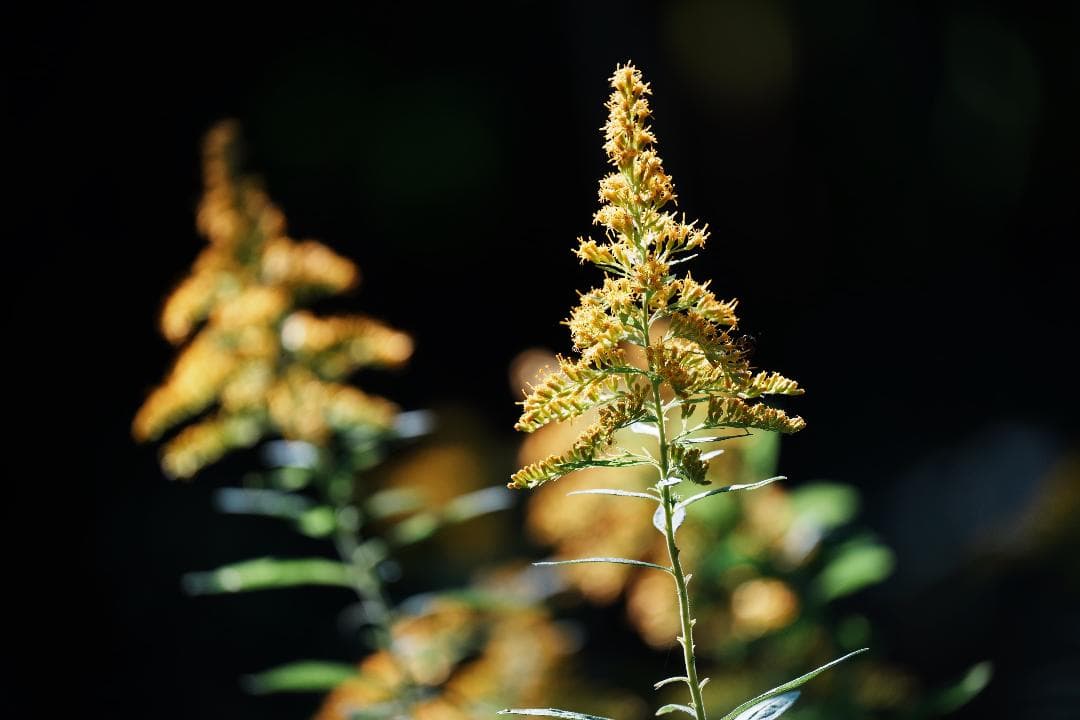 【プロ厳選】今まで撮れなかった写真が撮れるSEL200600G