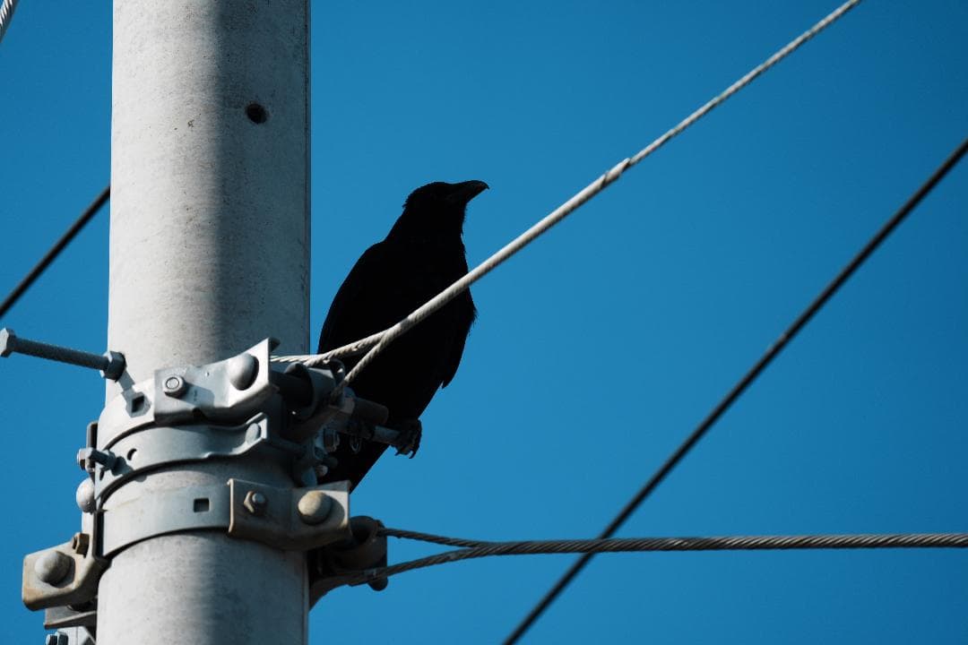 【プロ厳選】今まで撮れなかった写真が撮れるSEL200600G