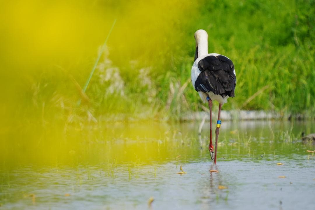 【プロ厳選】今まで撮れなかった写真が撮れるSEL200600G