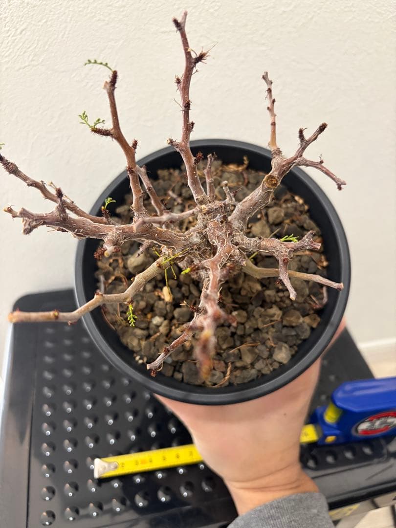 センナ　メリディオナリス　実生株