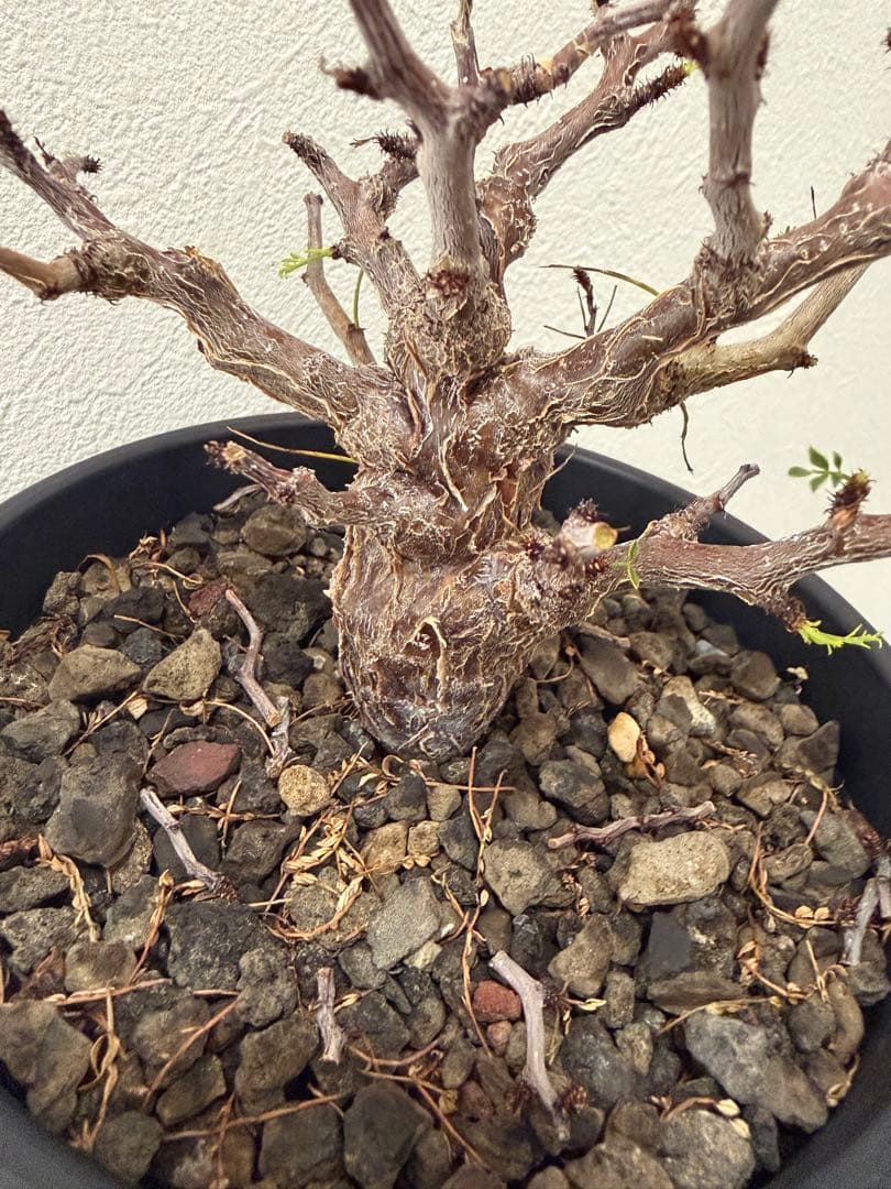 センナ　メリディオナリス　実生株