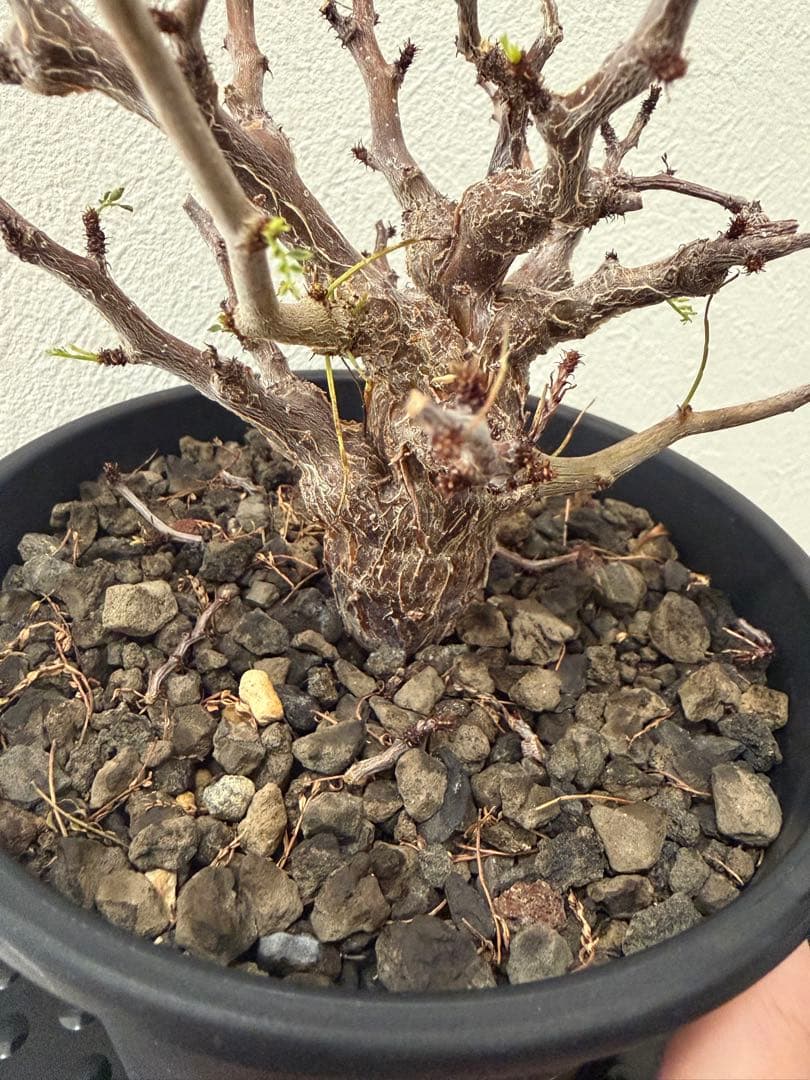 センナ　メリディオナリス　実生株