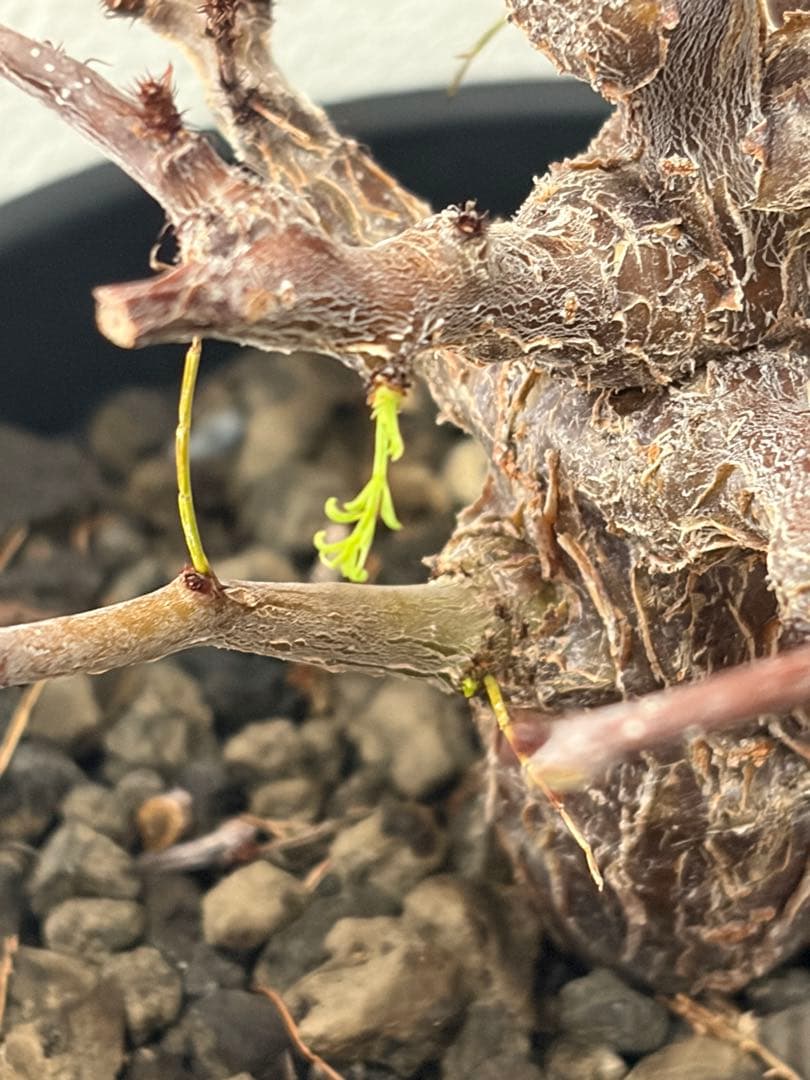 センナ　メリディオナリス　実生株