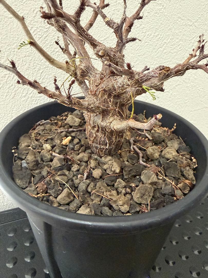 センナ　メリディオナリス　実生株