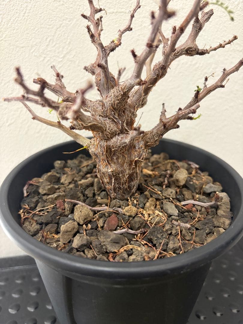 センナ　メリディオナリス　実生株