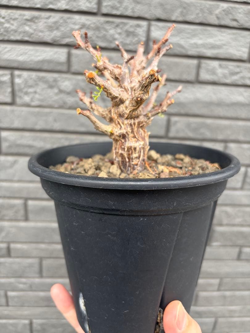 センナ　メリディオナリス　実生株