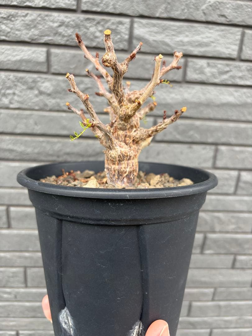 センナ　メリディオナリス　実生株