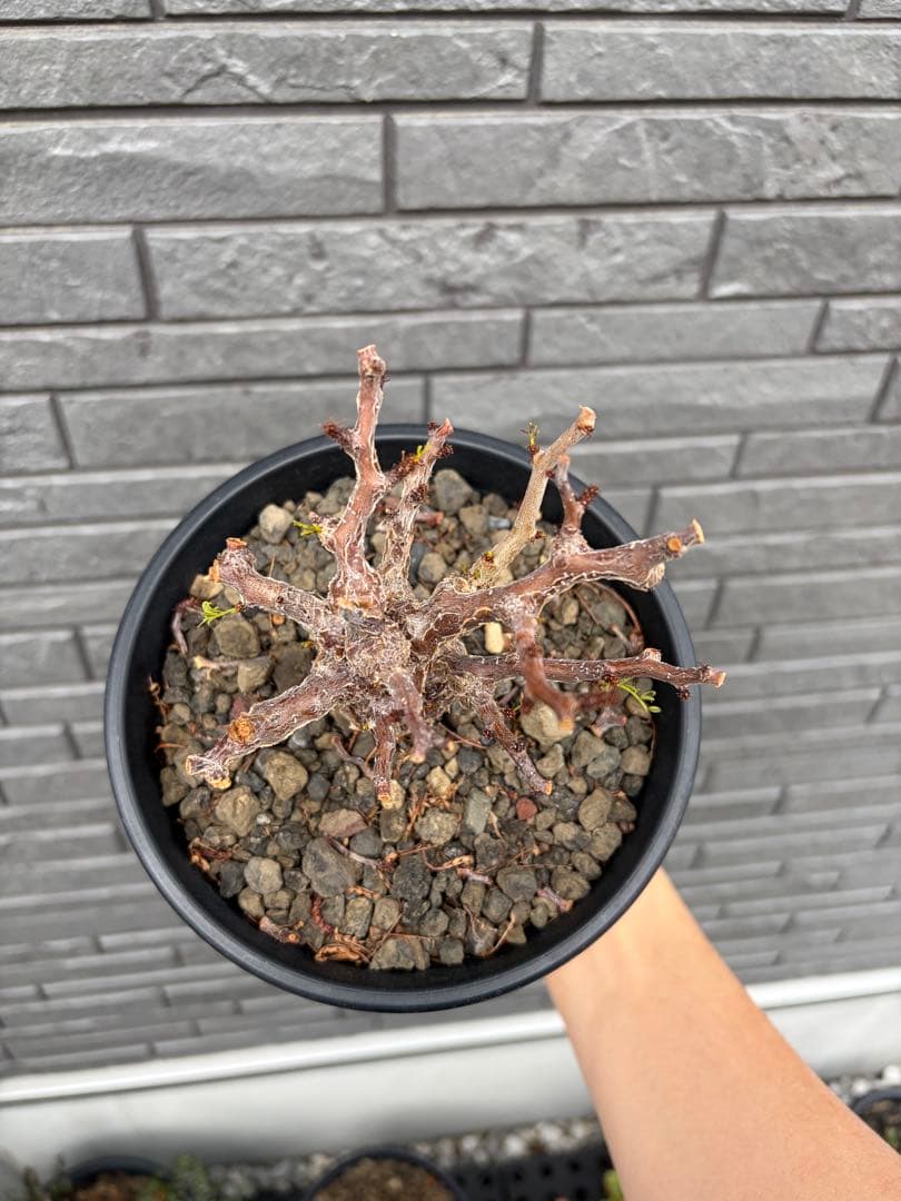 センナ　メリディオナリス　実生株